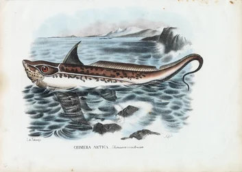 Pez conejo, 1863-79